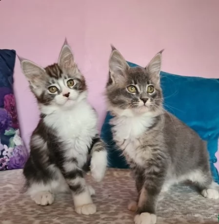 due cuccioli di maine coon