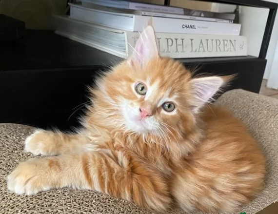 simpatico gattini di maine coon