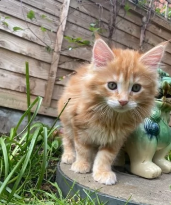 simpatico gattini di maine coon | Foto 0