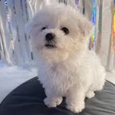 regalo bichon | Foto 0