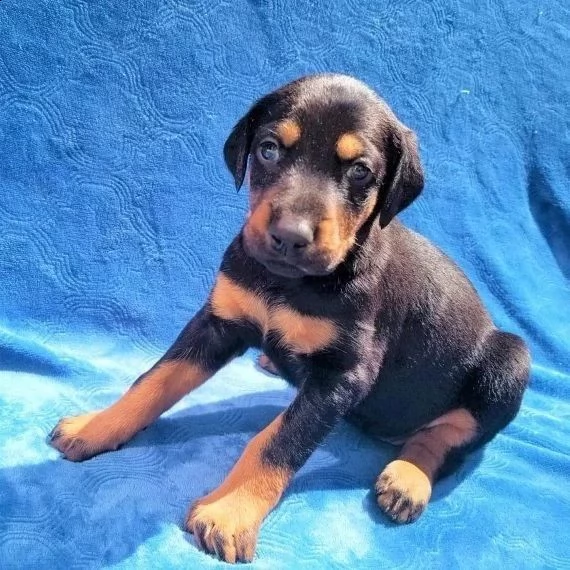 vendo bellissimi cuccioli di doberman | Foto 1