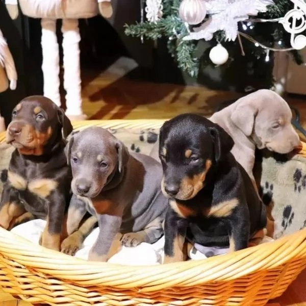 vendo bellissimi cuccioli di doberman