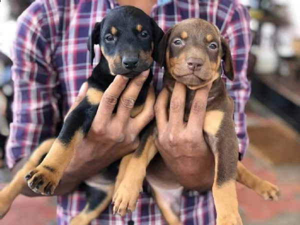 vendo bellissimi cuccioli di doberman | Foto 0