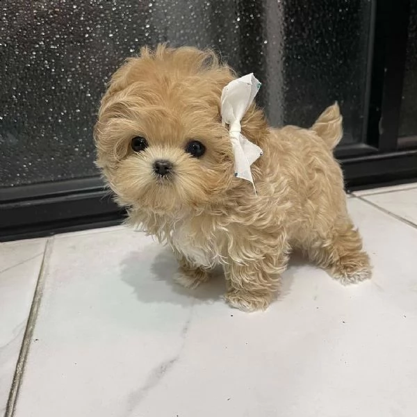 cuccioli di barboncino in adozione