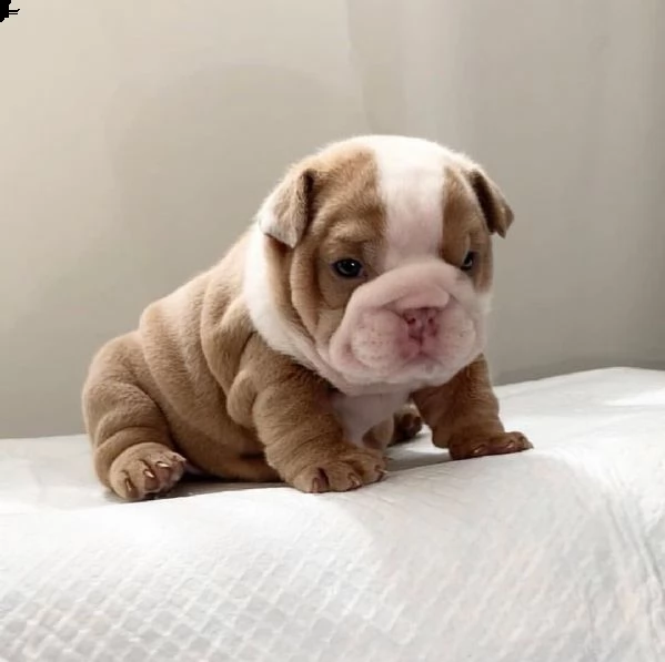 cuccioli di bulldog inglese in adozione