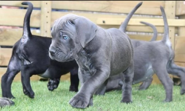 regalo abbiamo cuccioli di corso cane