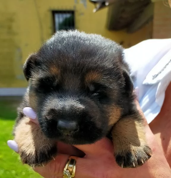 Cuccioli di Pastore Tedesco | Foto 0