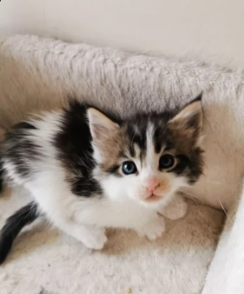 cucciolo bello maine coon