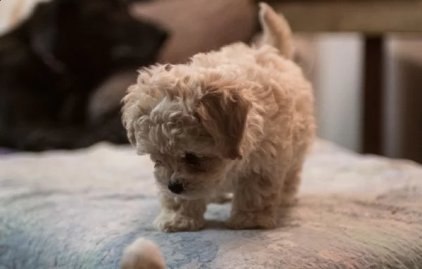 cuccioli di bolognese  | Foto 0