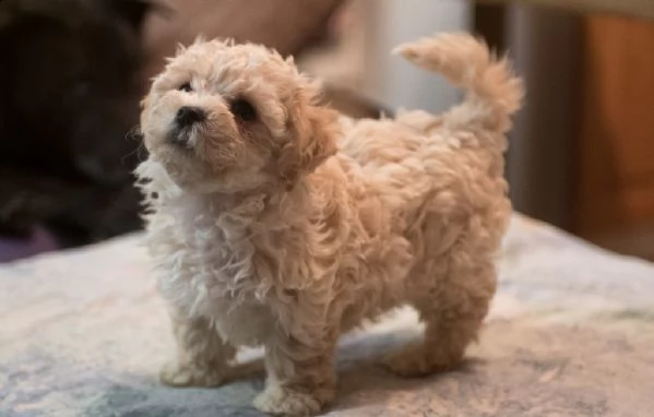 cuccioli di bolognese 