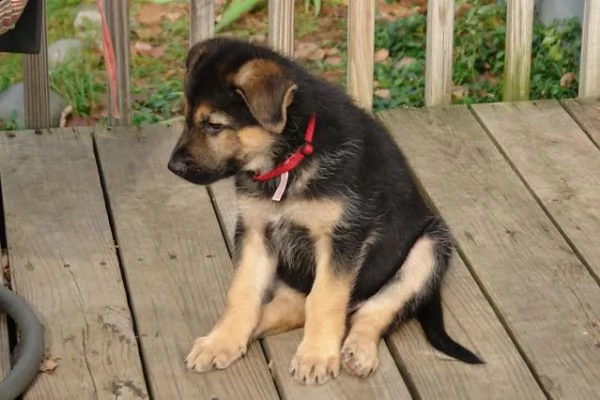 cuccioli di pastore tedesco