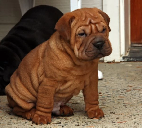 cuccioli di sharpei  | Foto 0