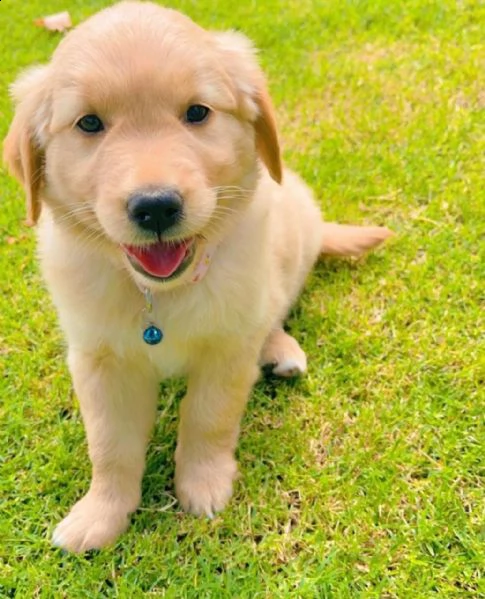 cuccioli di goldern retreiver in adozione