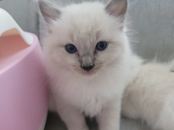 cucciolo razza ragdoll