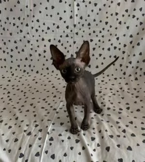 gattino sphynx con pedigree