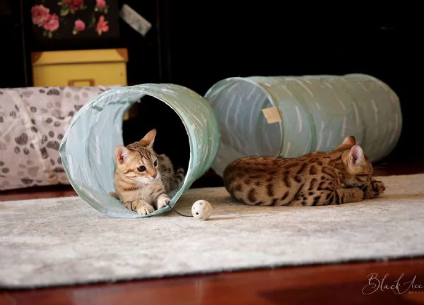 bellissimo gattino bengala maschio e femmina