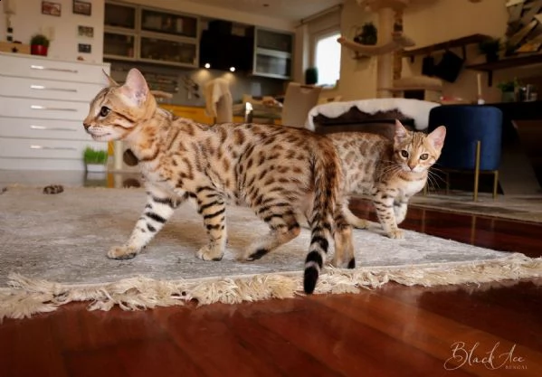 bellissimo gattino bengala maschio e femmina | Foto 1