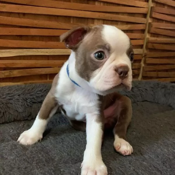 vendo bellissimo boston terrier | Foto 1