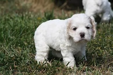 splendidi cuccioli kc excellent home breeds di cocker americani maschi e femmine in cerca di una cas