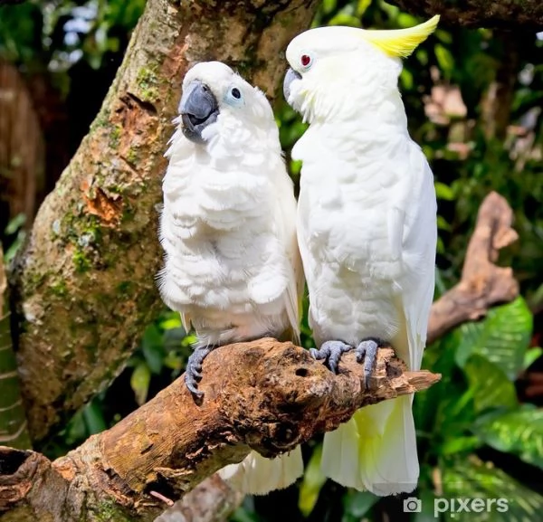 splendido kc excellent home breeds cacatua maschio e femmina in cerca di una casa per sempre