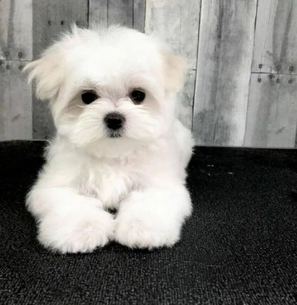 cucciolo maltese da privato..,