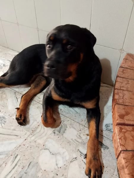 disponibili cuccioli di rottweiler  | Foto 5