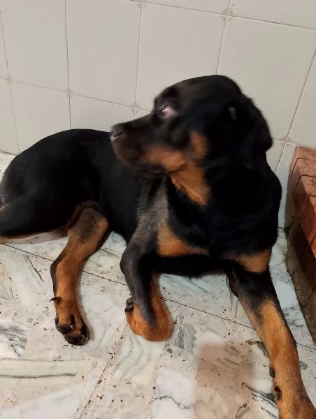 disponibili cuccioli di rottweiler  | Foto 1