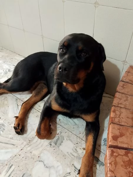 disponibili cuccioli di rottweiler  | Foto 0