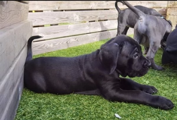 regalo abbiamo cuccioli di corso cane