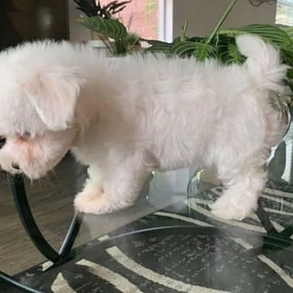 bianchissimi cucciolini maltese | Foto 0