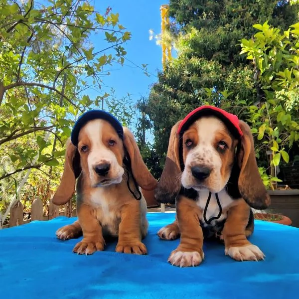 we have two lovely basset hound puppies for adoption. | Foto 4