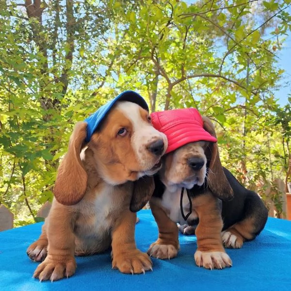 we have two lovely basset hound puppies for adoption. | Foto 2