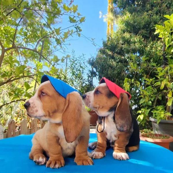 we have two lovely basset hound puppies for adoption. | Foto 1