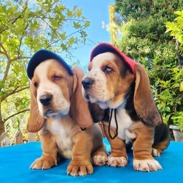 we have two lovely basset hound puppies for adoption.