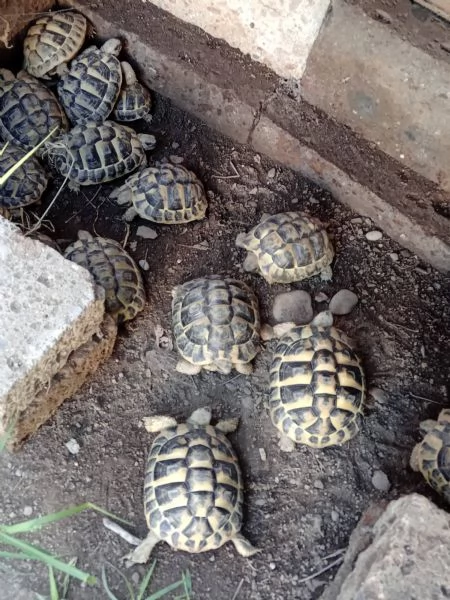 tartarughe di terra