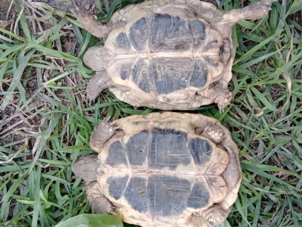 tartarughe di terra | Foto 3