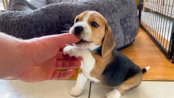  regalo beagle cuccioli meravigliosi !  nati in casa da nostri esemplari ipertipici carattere ottimo