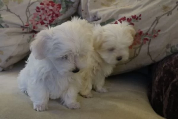 cuccioli maltesi maschio e femmina!!