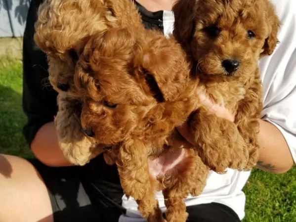 Cuccioli di barboncino rosso | Foto 3