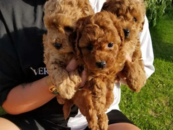 Cuccioli di barboncino rosso