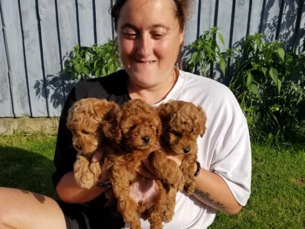 Cuccioli di barboncino rosso | Foto 3