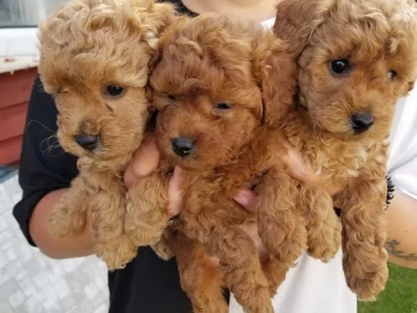 Cuccioli di barboncino rosso | Foto 1