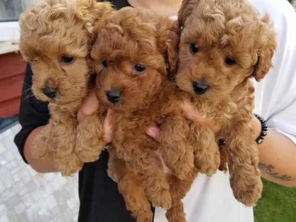 Cuccioli di barboncino rosso | Foto 0