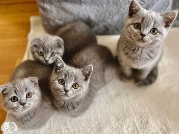 Gatti British Shorthair | Foto 4