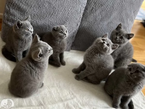 Gatti British Shorthair