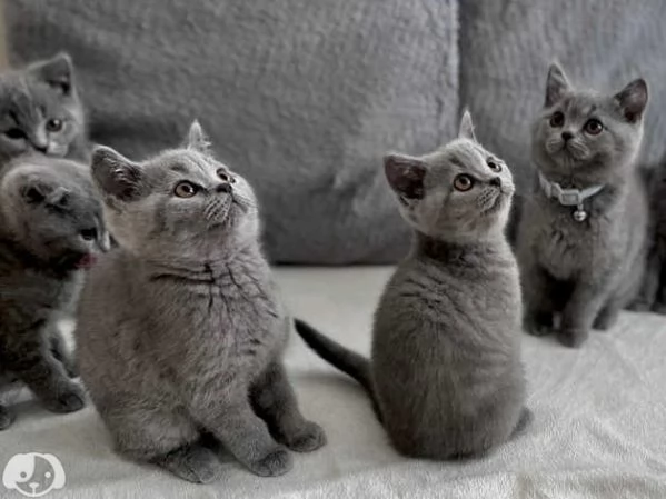 Gatti British Shorthair | Foto 0