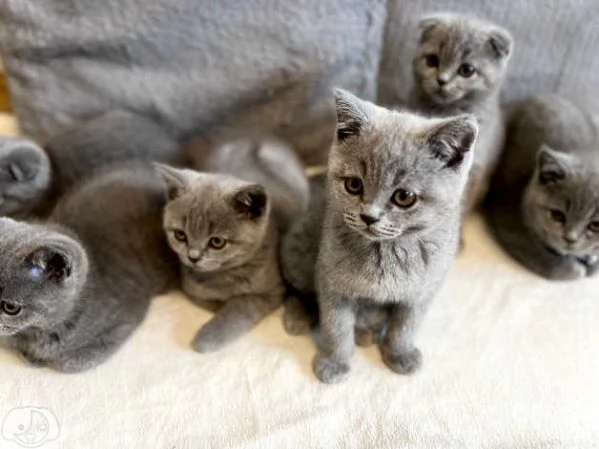 Gatti British Shorthair