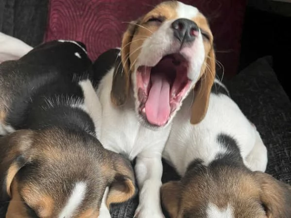 Bellissimi cuccioli di Beagle | Foto 3