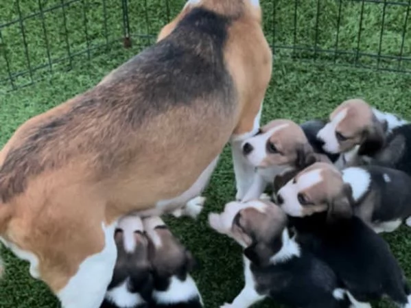 Bellissimi cuccioli di Beagle | Foto 2