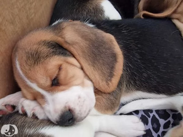 Bellissimi cuccioli di Beagle | Foto 0